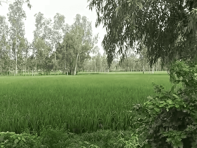 Leopard Sighting Sparks Panic in Hargaon, Field Roaming Video Goes Viral