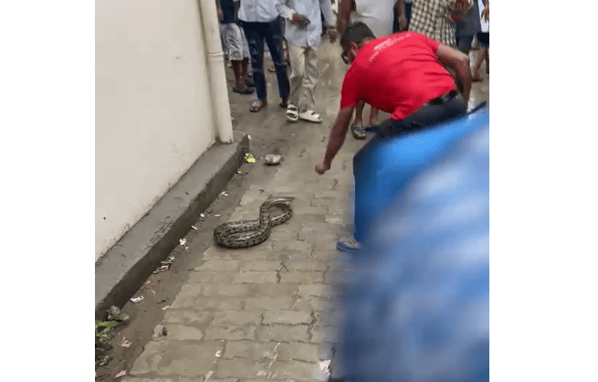 Python Found Inside Auto-Rickshaw in Kanpur, Triggers Panic