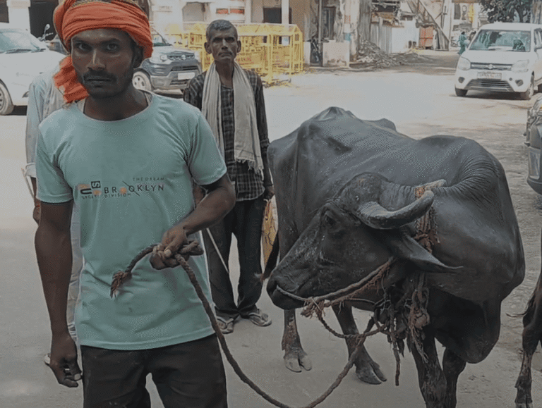 Sitapur Man Reaches Collectorate with Buffalo, Alleges Land Encroachment