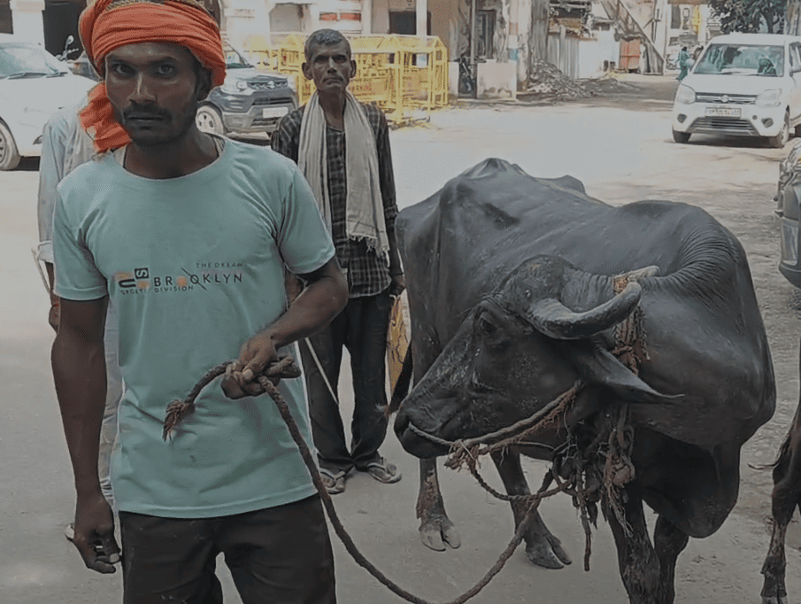 Sitapur Man Reaches Collectorate with Buffalo, Alleges Land Encroachment