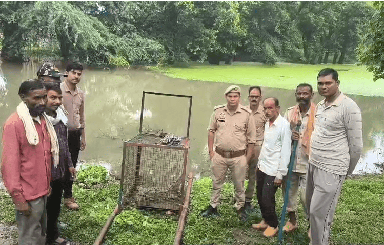 Jhansi: Crocodile Rescued from Kakarwai Pond Safely Released into Betwa River