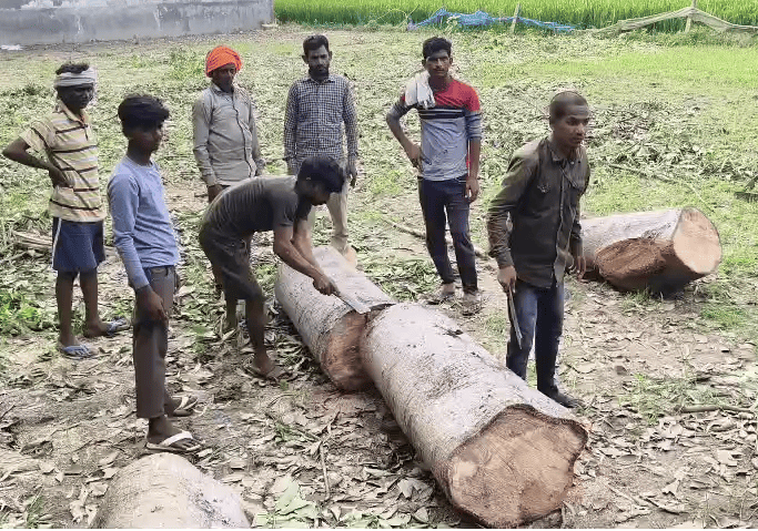 Alleged Illegal Felling of Trees on Government Land in Sitapur, Probe Underway