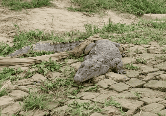 Crocodile Spotted Again in Etah Village, Forest Department Safely Rescues Reptile