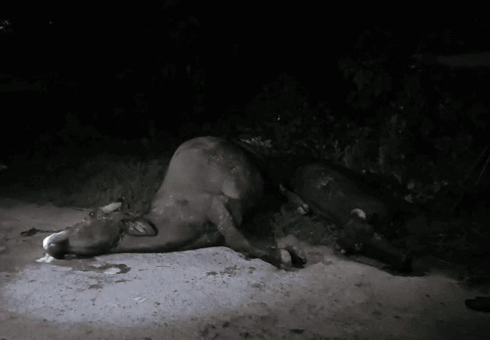 Three Buffaloes Electrocuted by 11 kV Power Line in Etah, Owner Alleges Negligence