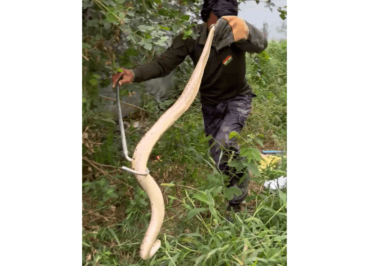 Two Snakes Rescued from Residential Colony in Modinagar, Panic Among Residents